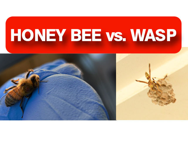 honey-bee-vs-wasp 2-nKgxJiDGko.jpg