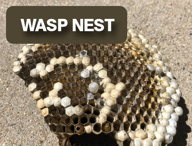 wasp-nest-vUgzB9cZwZ.jpg